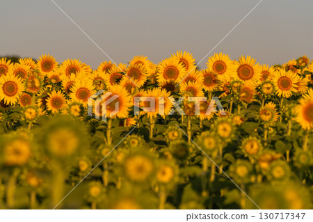 Tsunan Sunflower Square, Niigata Prefecture: Golden sunflower fields bathed in the morning sun 130717347