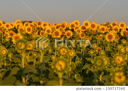 新潟縣津南向日葵廣場：沐浴在朝陽中的金色向日葵田 130717348