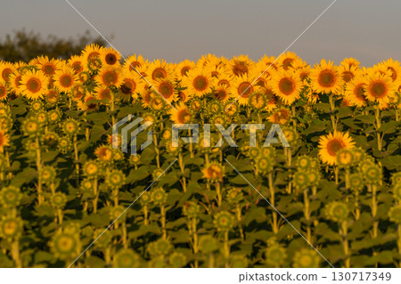 新潟縣津南向日葵廣場：沐浴在朝陽中的金色向日葵田 130717349