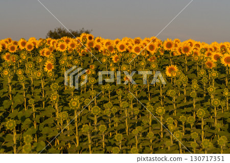 新潟縣津南向日葵廣場：沐浴在朝陽中的金色向日葵田 130717351