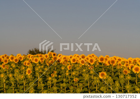 新潟縣津南向日葵廣場：沐浴在朝陽中的金色向日葵田 130717352