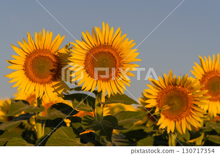 新潟縣津南向日葵廣場：沐浴在朝陽中的金色向日葵田 130717354