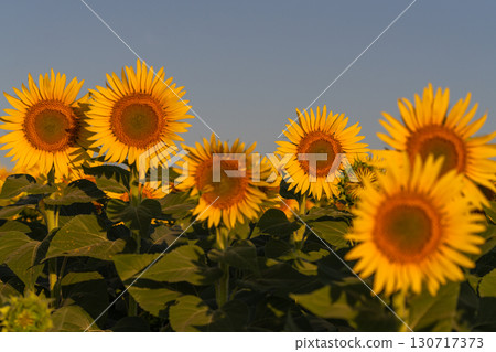 Tsunan Sunflower Square, Niigata Prefecture: Golden sunflower fields bathed in the morning sun 130717373