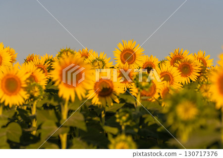 Tsunan Sunflower Square, Niigata Prefecture: Golden sunflower fields bathed in the morning sun 130717376