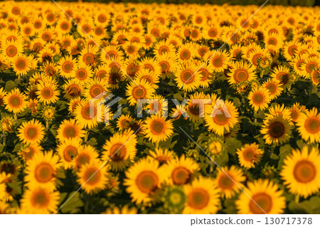 新潟縣津南向日葵廣場：沐浴在朝陽中的金色向日葵田 130717378