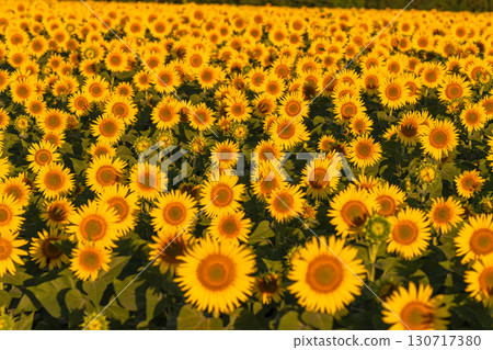 新潟縣津南向日葵廣場：沐浴在朝陽中的金色向日葵田 130717380
