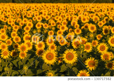 新潟縣津南向日葵廣場：沐浴在朝陽中的金色向日葵田 130717382