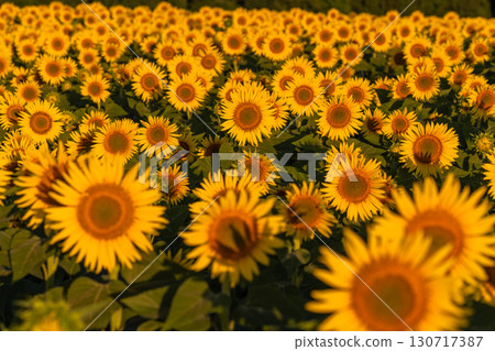 新潟縣津南向日葵廣場：沐浴在朝陽中的金色向日葵田 130717387