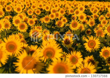 Tsunan Sunflower Square, Niigata Prefecture: Golden sunflower fields bathed in the morning sun Tsunan Sunflower Square, Niigata Prefecture: Golden sunflower fields bathed in the morning sun 130717388