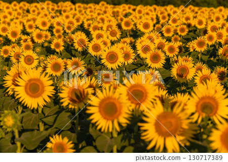 Tsunan Sunflower Square, Niigata Prefecture: Golden sunflower fields bathed in the morning sun 130717389