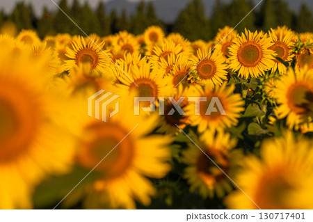 Tsunan Sunflower Square, Niigata Prefecture: Golden sunflower fields bathed in the morning sun Tsunan Sunflower Square, Niigata Prefecture: Golden sunflower fields bathed in the morning sun 130717401