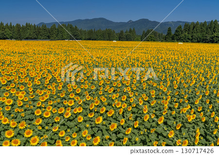 新潟縣：津南向日葵廣場的廣闊向日葵田 130717426