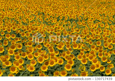 新潟縣：津南向日葵廣場的廣闊向日葵田 130717439