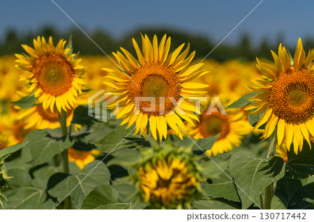 新潟縣：津南向日葵廣場的廣闊向日葵田 130717442