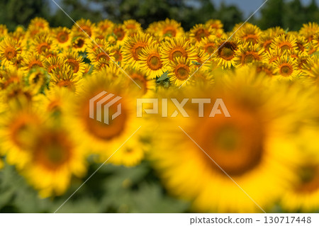 新潟縣：津南向日葵廣場的廣闊向日葵田 130717448