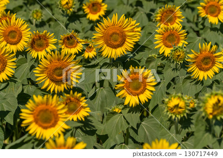 新潟縣：津南向日葵廣場的廣闊向日葵田 130717449