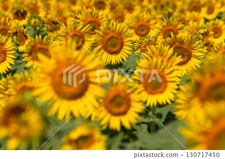 Niigata Prefecture: Vast sunflower fields at Tsunan Sunflower Square 130717450
