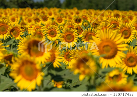 新潟縣：津南向日葵廣場的廣闊向日葵田 130717452