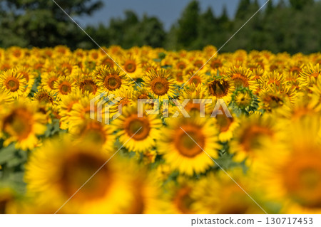 新潟縣：津南向日葵廣場的廣闊向日葵田 130717453