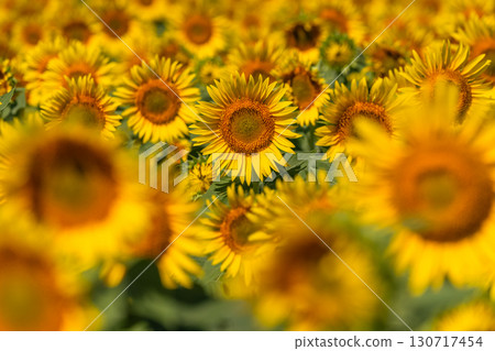 Niigata Prefecture: Vast sunflower fields at Tsunan Sunflower Square 130717454