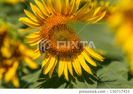 新潟縣：津南向日葵廣場的廣闊向日葵田 130717455