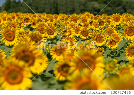 新潟縣：津南向日葵廣場的廣闊向日葵田 130717456