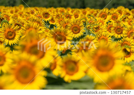 新潟縣：津南向日葵廣場的廣闊向日葵田 130717457