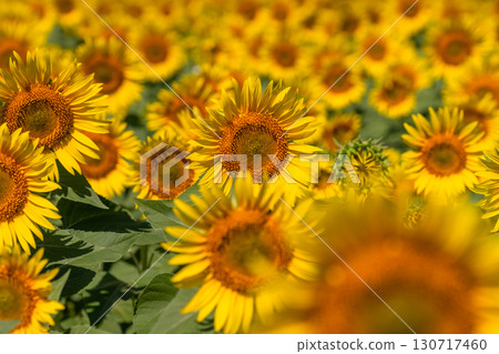 Niigata Prefecture: Vast sunflower fields at Tsunan Sunflower Square 130717460