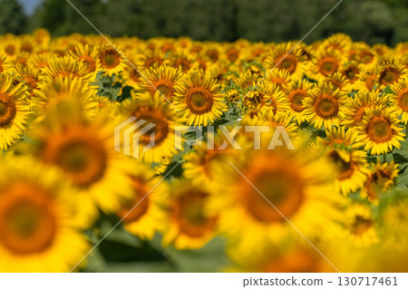 Niigata Prefecture: Vast sunflower fields at Tsunan Sunflower Square 130717461