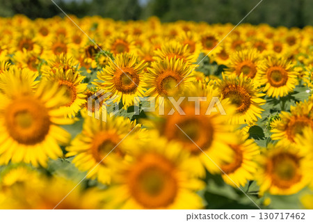 新潟縣：津南向日葵廣場的廣闊向日葵田 130717462