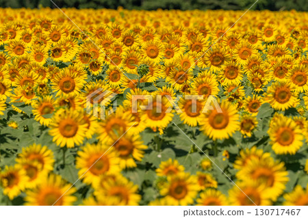 新潟縣：津南向日葵廣場的廣闊向日葵田 130717467