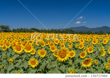 Niigata Prefecture: Vast sunflower fields at Tsunan Sunflower Square 130717469
