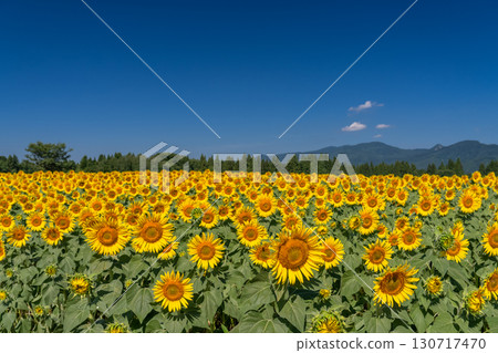 新潟縣：津南向日葵廣場的廣闊向日葵田 130717470