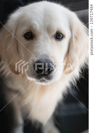 Portrait of a golden retriever with a gentle gaze Portrait of a golden retriever with a gentle gaze 130717484