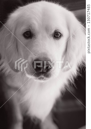 目光溫柔的黃金獵犬肖像 目光溫柔的黃金獵犬肖像 130717485
