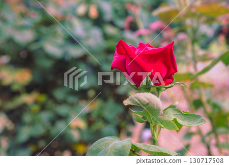 Red rose flower-8 130717508