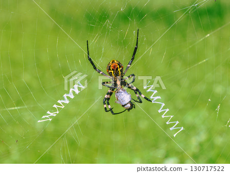 Spider Web-1 130717522