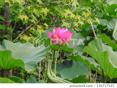 古蓮花2-2 古蓮花2-2 130717545