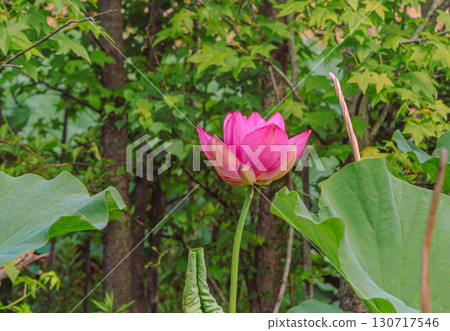 Ancient lotus flower 2-3 130717546