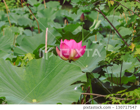 Ancient lotus flower 2-4 130717547