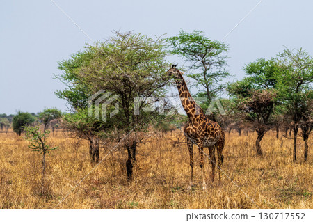 Masai Giraffe in the Serengeti Masai Giraffe in the Serengeti 130717552
