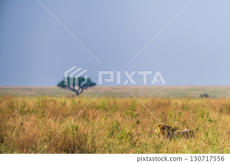 Male lion in the Serengeti Male lion in the Serengeti 130717556