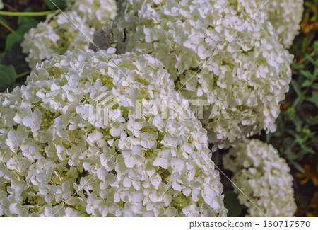 Hydrangea flower-3 130717570