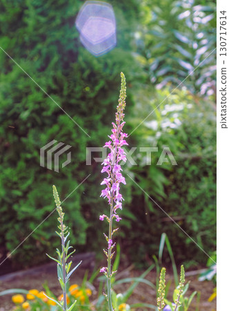 紫珍珠菜花-1 130717614