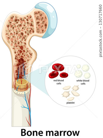 Human Bone Marrow Structure and Blood Cell Formation Diagram 130717660