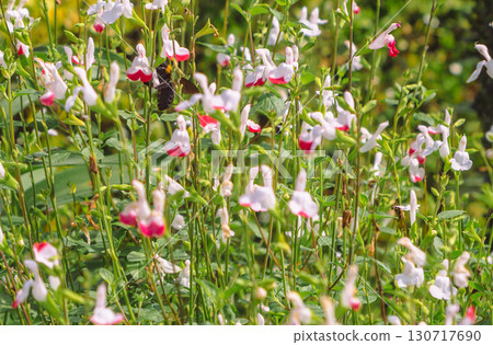 Salvia microphylla flowers-4 130717690