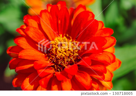 Zinnia flower 2-8 130718005