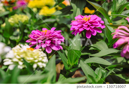 百日菊花 2-10 百日菊花 2-10 130718007