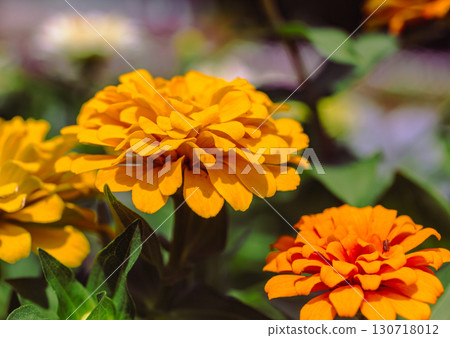 Zinnia flower 2-15 Zinnia flower 2-15 130718012