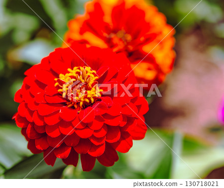 Zinnia flower 2-40 130718021
